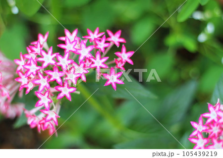 ピンクのペンタスの花 ピンクのペンタスの花 105439219