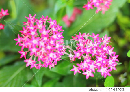 ピンクのペンタスの花 105439234