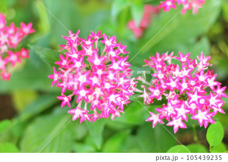 ピンクのペンタスの花 105439235