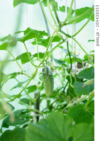 Young plant cucumber with yellow flowers. Juicy fresh cucumber close-up macro on a background of leaves 105439353