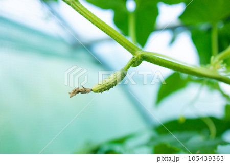 Young cucumbers ripen on trellis in garden greenhouse. The growth and blooming of greenhouse cucumbers. the Bush cucumbers on the trellis. Cucumbers vertical planting. Growing organic food. 105439363