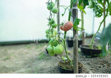Close up shot of organic tomatoes growing on a stem. Local produce farm. Copy space for text, background. Close up shot of organic tomatoes growing on a stem. Local produce farm. Copy space for text, background. 105439365