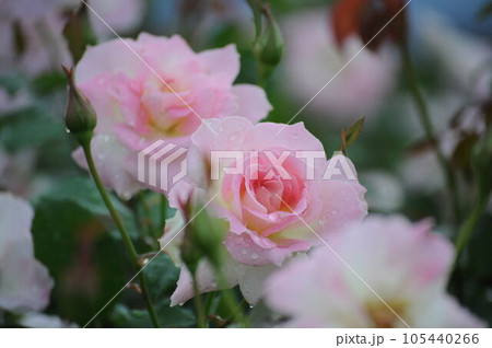 バラの花、薄いピンク色、白色＠我が家の庭、堺市 105440266