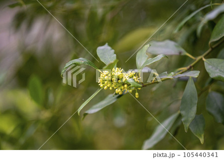 花はあまり見かけないシキミの白い花・クローズアップ 105440341