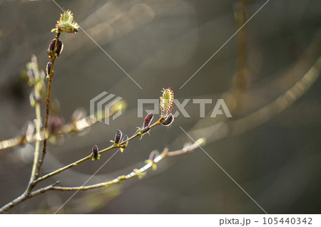 早春の林を彩るが名前が少しかわいそうなイヌコリヤナギ・忍野村 105440342