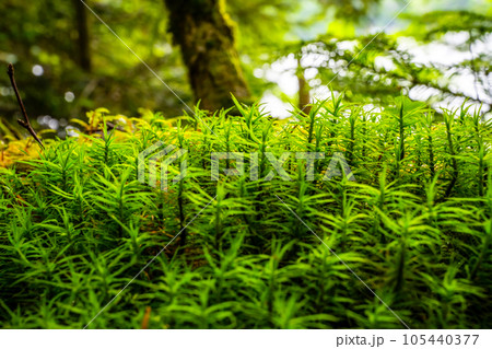 旅の風景写真コレクション 105440377