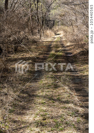 早春の兆しが見える冬枯れの山道・忍野村 105440565