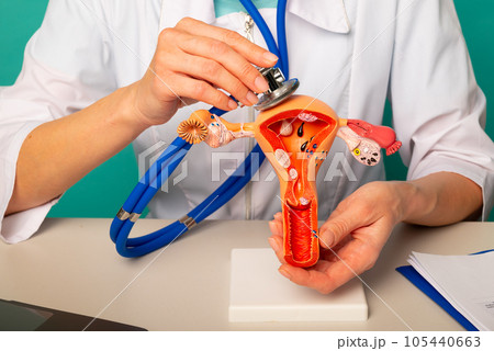 Doctor holding anatomical model female reproductive organs and stethoscope in his office Doctor holding anatomical model female reproductive organs and stethoscope in his office 105440663