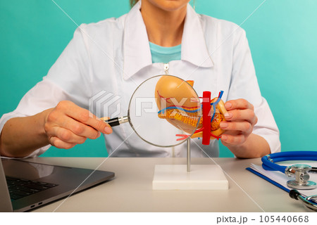 Male doctor showing a model of pancreas using magnifying glass. Early diagnosis and treatment. Male doctor showing a model of pancreas using magnifying glass. Early diagnosis and treatment. 105440668