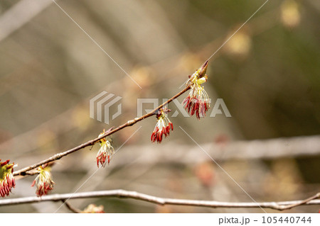 サクラとは思えない花をつけるフサザクラ・忍野村 105440744