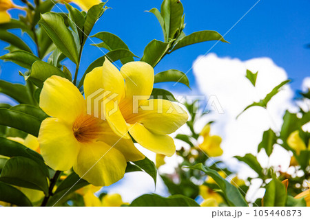 黄色いアラマンダ 105440873