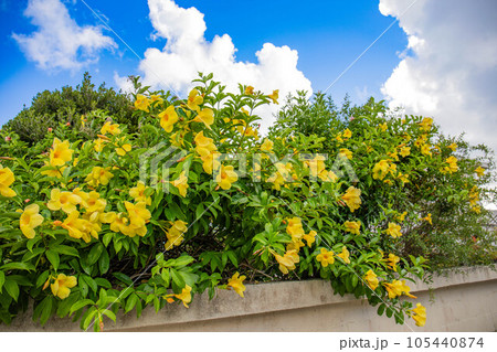 満開アラマンダ 105440874