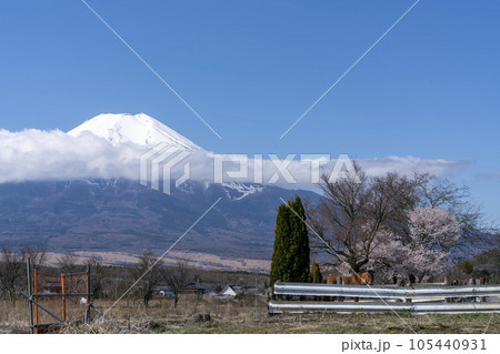 桜と馬とたなびく雲の上には白い富士山・忍野村 桜と馬とたなびく雲の上には白い富士山・忍野村 105440931