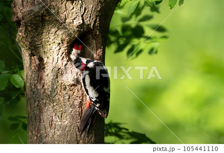 Close-up of a male great spotted woodpecker feeding chick 105441110