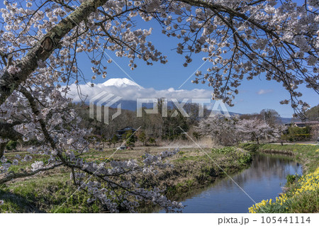 満開の桜の先のスイセンの咲き乱れる清流と積雪の富士山・忍野村 105441114