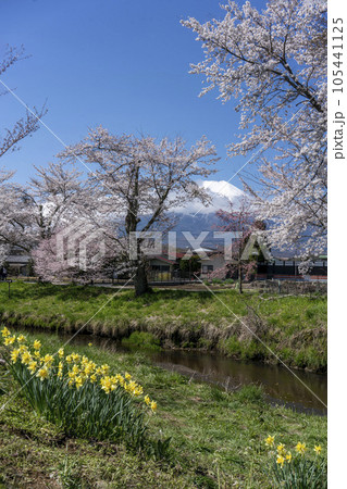土手の黄色い水仙と清流の先の満開の桜と白き富士山・忍野村 土手の黄色い水仙と清流の先の満開の桜と白き富士山・忍野村 105441125
