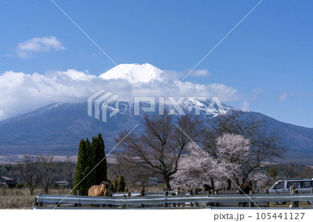馬と満開の桜と雲のたなびく白い富士山・忍野村 馬と満開の桜と雲のたなびく白い富士山・忍野村 105441127