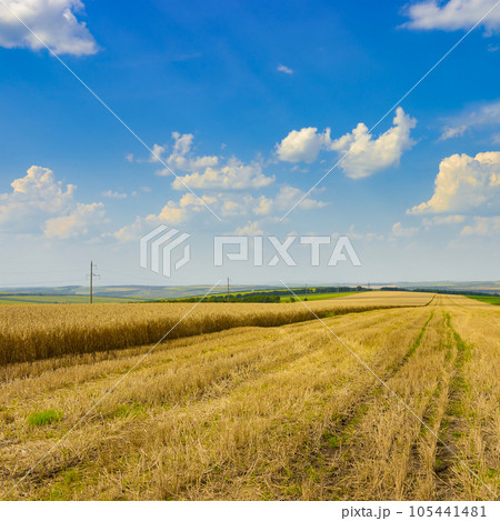 Stubble in harvested wheat field Stubble in harvested wheat field 105441481