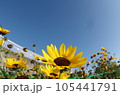 ひまわり 105441791