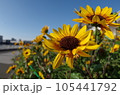 ひまわり 105441792