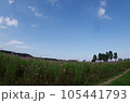 コスモス畑 105441793
