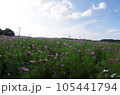 コスモス畑 105441794