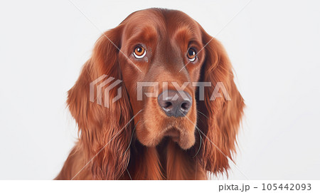 アイリッシュセッター 犬 白背景 アイリッシュセッター 犬 白背景 105442093