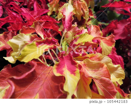 ハゲイトウ 105442183