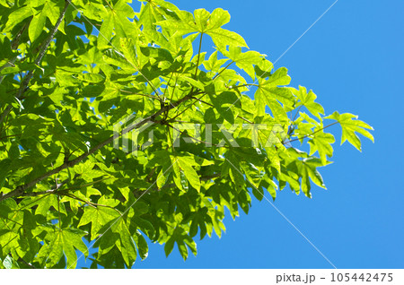 新緑のハリギリと青空 105442475