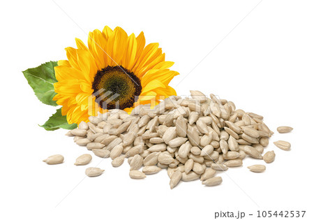 Pile of shelled seeds and sunflower flower isolated on white background Pile of shelled seeds and sunflower flower isolated on white background 105442537