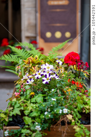 Flowers on the terrace . 105442591