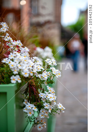 Flowers on the terrace . Flowers on the terrace . 105442592