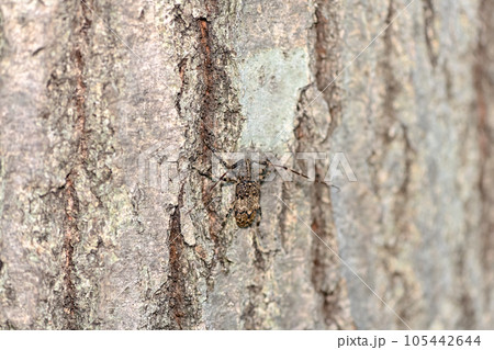 ナガゴマフカミキリ ナガゴマフカミキリ 105442644