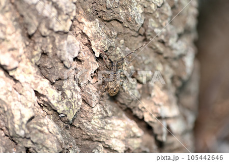 ナガゴマフカミキリ ナガゴマフカミキリ 105442646