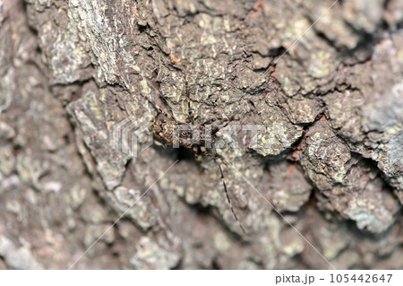 ナガゴマフカミキリ 105442647