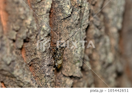 ナガゴマフカミキリ ナガゴマフカミキリ 105442651