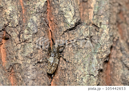 ナガゴマフカミキリ ナガゴマフカミキリ 105442653