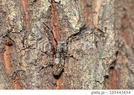 ナガゴマフカミキリ ナガゴマフカミキリ 105442654