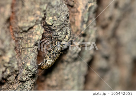 ナガゴマフカミキリ 105442655