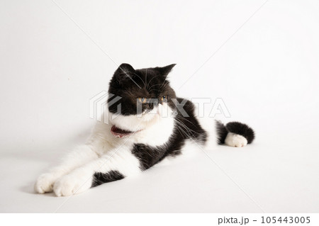 伏せた猫のキューちゃん 105443005