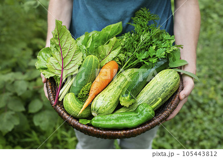 Vegetable harvest 105443812