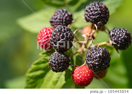 Black raspberry, Rubus occidentalis 105443854