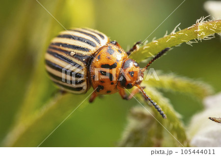 Colorado potato beetle walking on potatoes Colorado potato beetle walking on potatoes 105444011