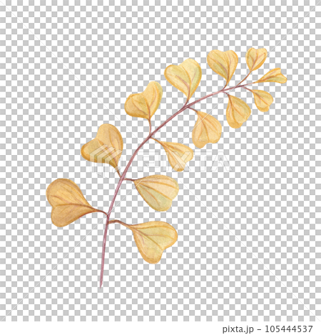 Watercolor abstract autumn branch. Yellow heart shaped leaves for bouquet decoration. Hand drawn illustration isolated on white background. For wallpaper, print, banner design, postcards, template 105444537