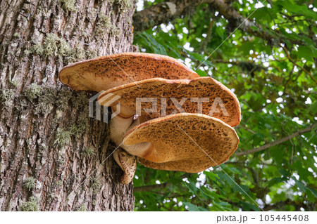 Shaggy bracket on tree trunk. Latin name of mushroom - innotus hispidus. Shaggy bracket on tree trunk. Latin name of mushroom - innotus hispidus. 105445408
