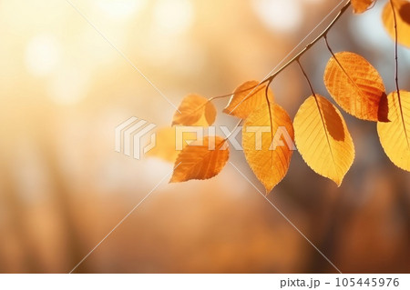 Autumn colorful leaves on the branch. Fall background. 105445976