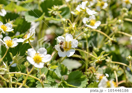 bee on a white flower strawberry in the garden bee on a white flower strawberry in the garden 105446186