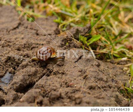 Snail crawls on the ground wet from the rain 105446439