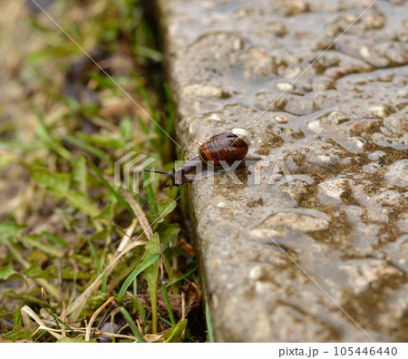 A snail crawls along a concrete wet road. A snail crawls along a concrete wet road. 105446440
