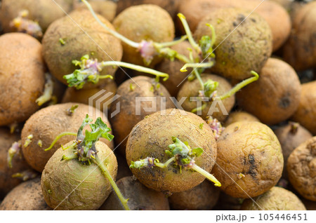 Sprouted Potatoes. Sprouted potatoes on the eve of spring, letting sprout, close up. 105446451